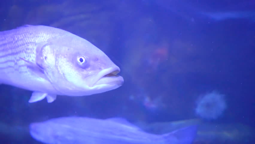 fish swimming in aquarium