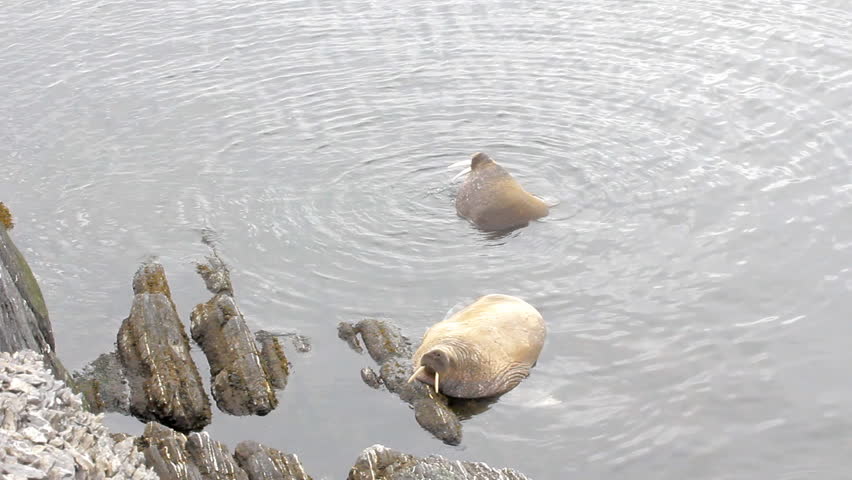 Atlantic walruses (Odobenus rosmarus rosmarus) sailed from Arctic ocean to Arctic Islands (Vaigach) and relax in water