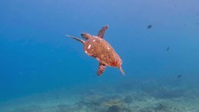 Sea turtle swimming underwater, blue water, lots of plankton. Video footage from scuba diving liveaboard adventure vacation. Wildlife in exotic ocean.
