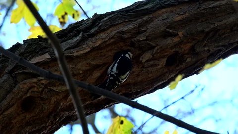 White-backed woodpecker looks for a long time in a hollow on a tree and then flies away (Dendrocopos leucotos)