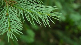 Young green fir tree branch moving in the light wind breeze. Closeup. - Powered by Shutterstock - Get 15% off with code: PIKWIZARD15