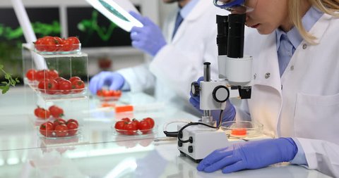 Researcher Woman Examining Tomatoes Plants Looking Through Microscope Laboratory