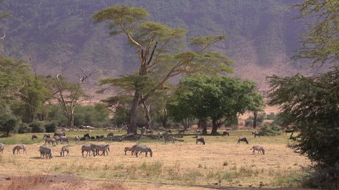 Ngorongoro Crater, Forest, a peaceful place in the Crater with zebras, baboons, wildebeest, warthogs and Elephants. Serengeti, Tanzania, Africa