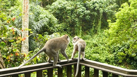 7 Monkeys Having Sex Stock Video Footage - 4K and HD Video Clips