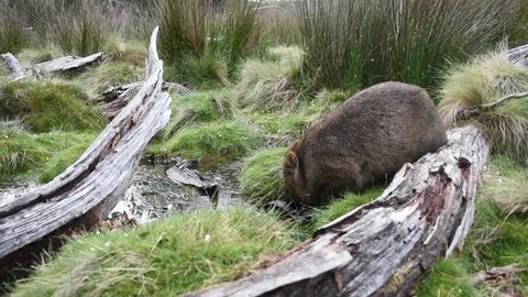 Tasmanian Wombat Drinking Water From A Stream - Tasmania Australia