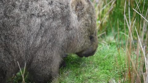 Close Up - Wild Australian Wombat Eating In Grasslands - Tasmania