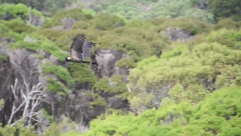Black Cockatoos Flying Away - Tasmania Bird Reservation Australia