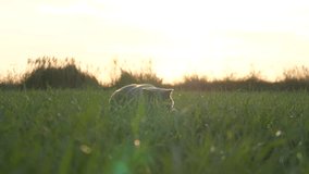 A cat of British breed walks in a park on green grass in the sun at sunset