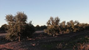 panoramic shot of a olive field, 1080i