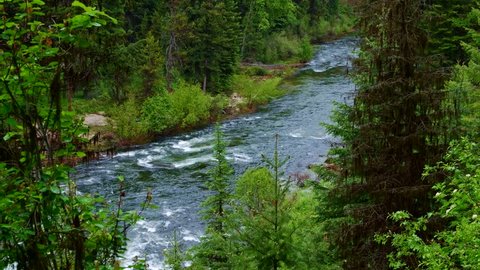 Lush Rocky Mountain forest and wild Payette River