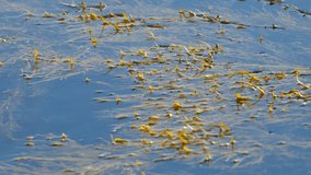 Video of common seaweed floating on the top of salt water with an up and down motion from a slight swell.