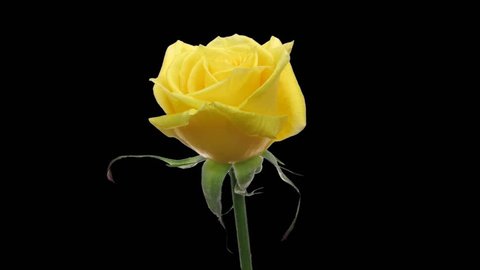 Time Lapse Of Opening Yellow Rose Stock Footage Video 100 Royalty Free 18870833 Shutterstock - yellow rose top roblox code