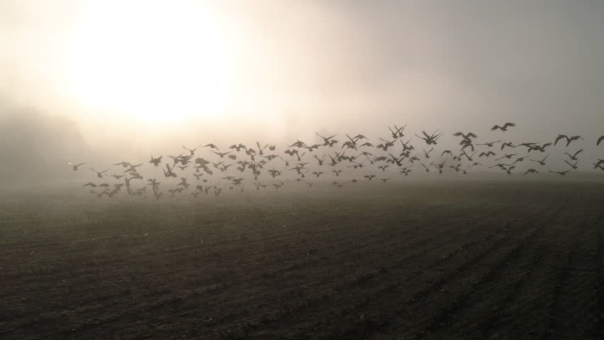 Slow Motion Aerial of Geese Flying in Sunny Fog Haze Over Farm Field