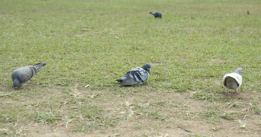 Pigeon on the grass in park