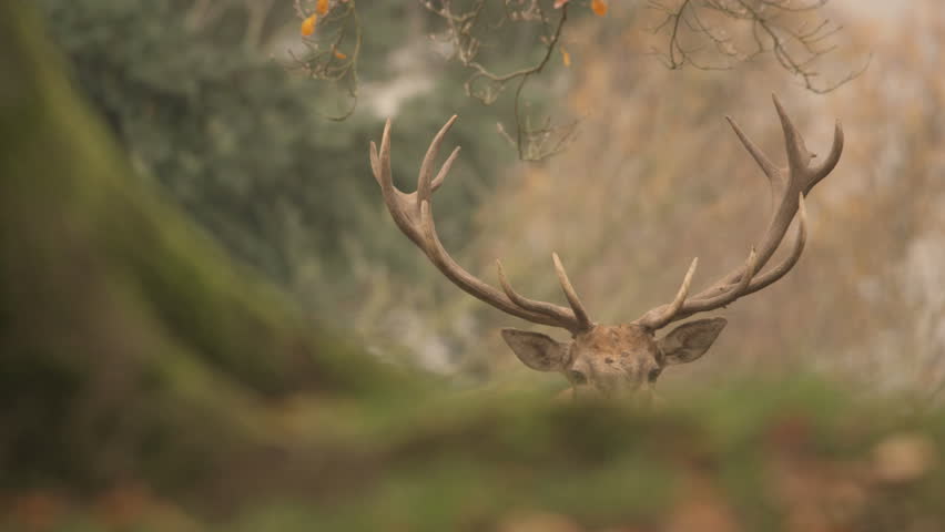 Red deer in rutting season - 5k red epic footage