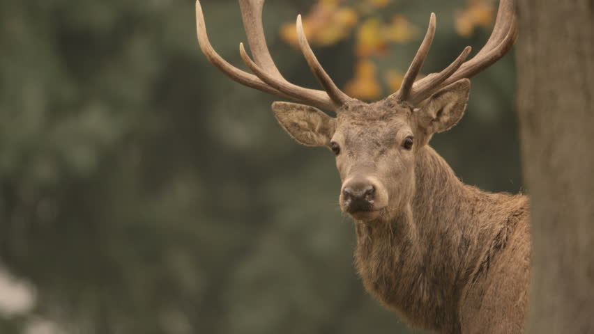 red deer in rutting season - 5k red epic footage Royalty-Free Stock Footage #32859718