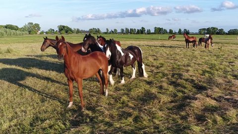 Low altitude aerial footage of group of curious well trained horses looking at drone camera grass meadow with brown horses of different breeds beautiful blue sky background 4k high resolution