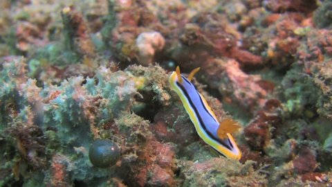 Nudibranch Chromodoris elisabethina on a coral reef in the Philippines