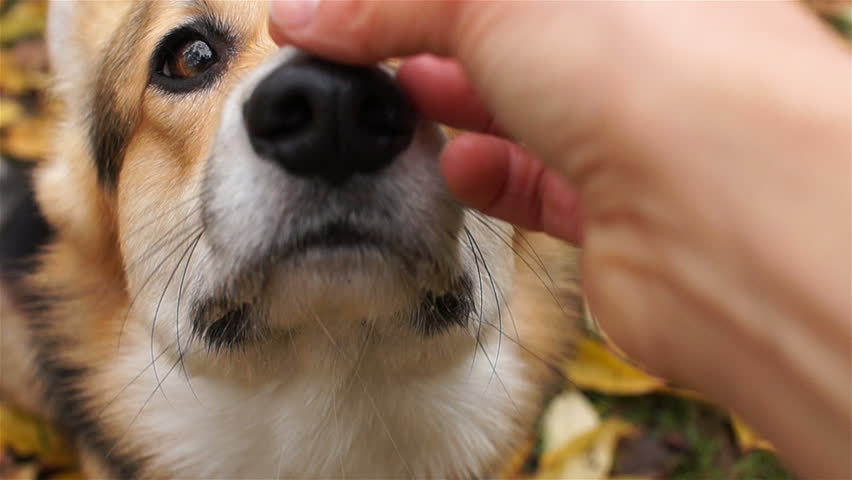 corgi nose
