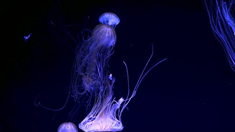 jellyfish (chrysaora pacifica) glowing in dark water