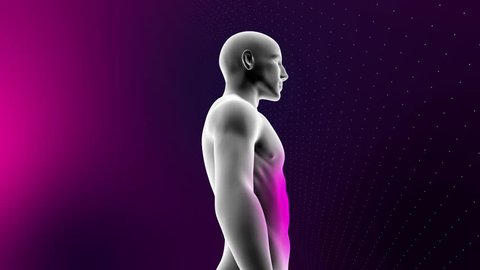 3d top human body  - highlighted muscle - abs