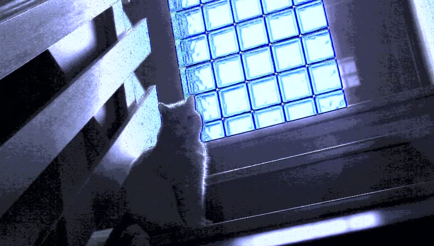 Cat waiting on the stairs. Special footage production.