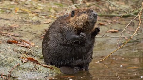 Eurasian beaver (Castor fiber) hygiene