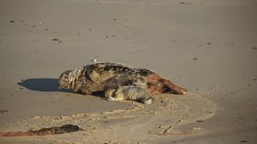 A new born Grey Seal pup (Halichoerus grypus) lying on the beach near its resting mother at Horsey, Norfolk, UK.