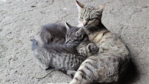 gray little kittens feed a cat,two striped kittens eat milk cat