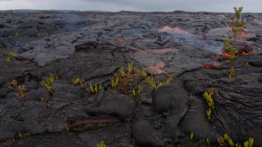 Lava flow over small ferns and plants timelapse Day daytime Glowing Hot flow from Kilauea Active Volcano Puu Oo Vent Active Volcano Magma