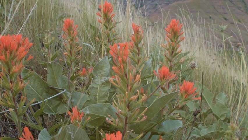 Indian Paintbrush Red Wildflowers Grande Ronde River Washington Oregon