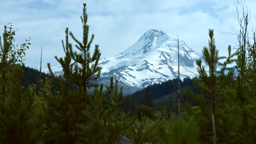 Young trees and snowcapped peak Summer on Mount Hood