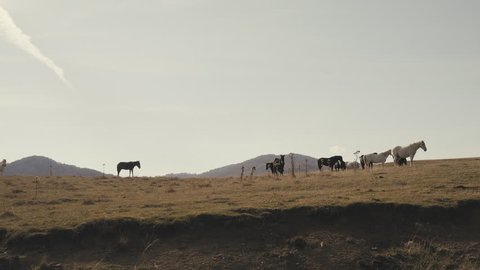 Passing By Horses On A Hill Of An Autumn Bare Landscape.Driving by wide side view of faraway horses grazing on the hills of an autumn/winter bare pasture of Northern Greece in the evening 