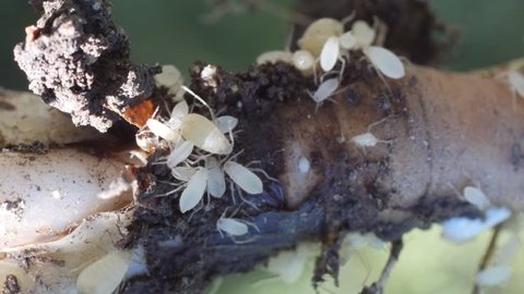 hd video showing white root aphids