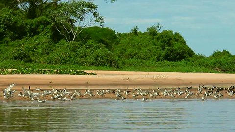 Black skimmer (Rynchops niger) in the Pantanal wetlands, Brazi
