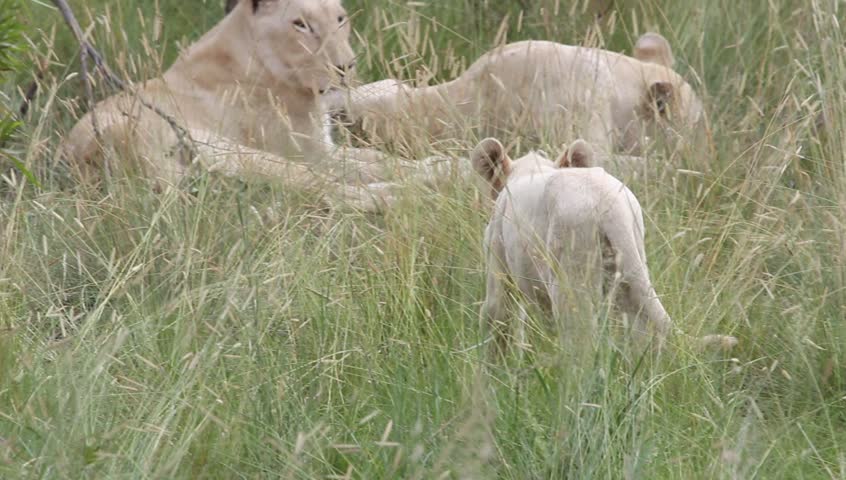 White Lion cub walks up to his mother and brushes up against her.