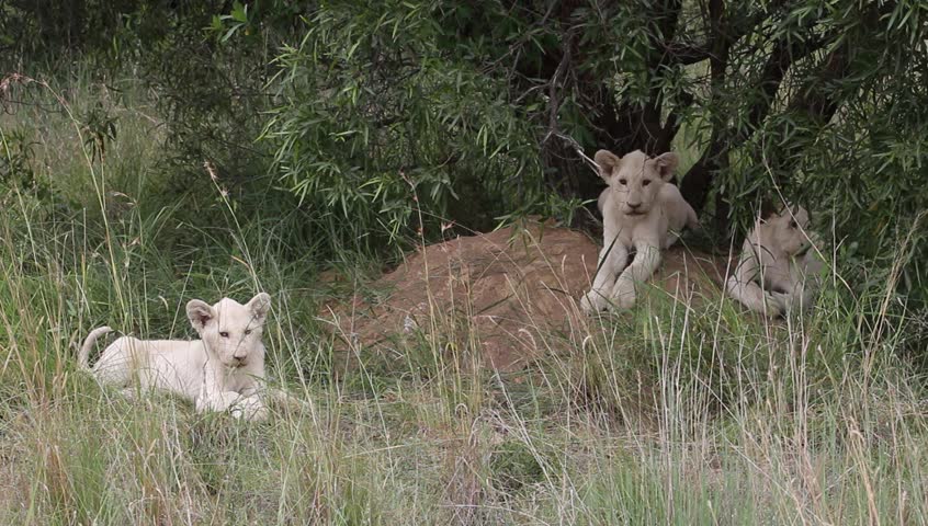 Three white lion cubs relaxing in the wild on their own.