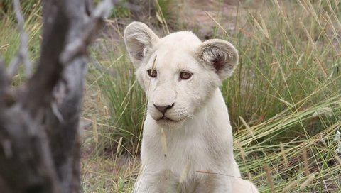 Close up of white lion cub's face in the wild.