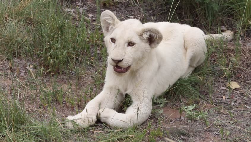 White lion cub sitting on the ground facing forward.