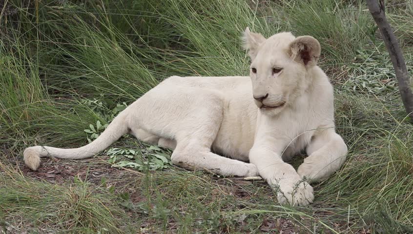 White lion cub lying on the grass in the shade