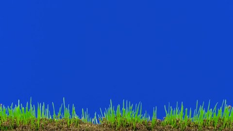 Time-lapse of growing decorative Easter grass against blue background 1  Adlı Stok Video
