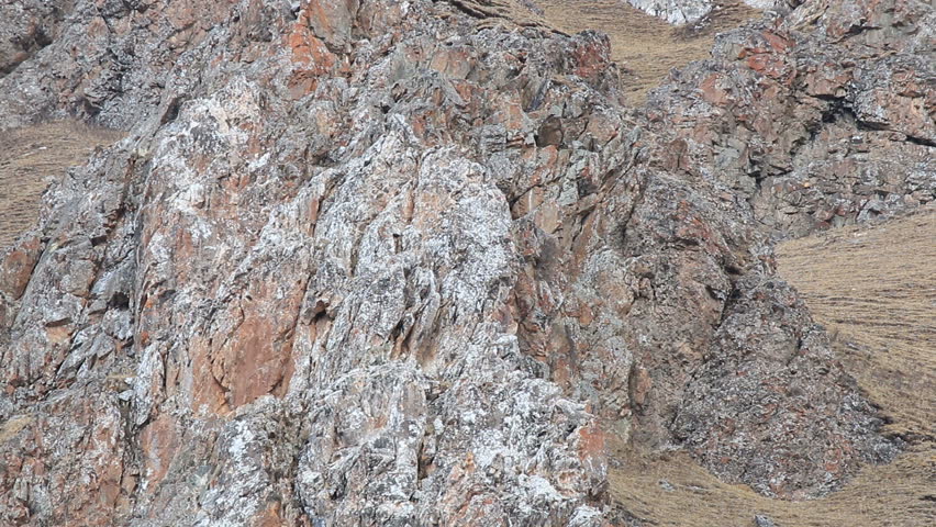 Wild Camouflaged Snow Leopard Panthera Stock Footage Video 100 Royalty Free 3213 Shutterstock