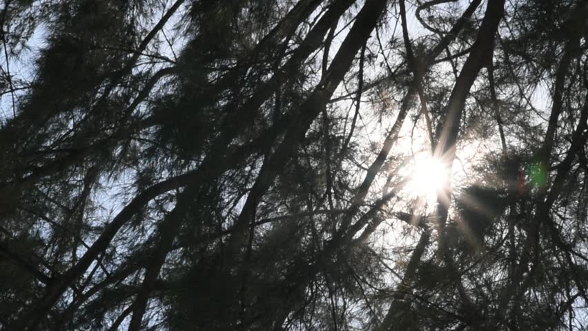 Sunshine with silhouette of tree leaves background