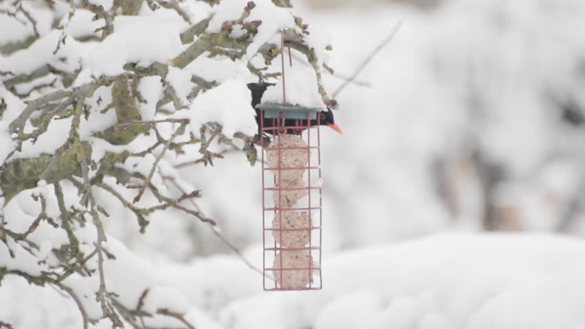 Blackbird on bird feeder in the snow