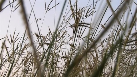 pasto moviéndose con viento: video de stock (totalmente libre de ...