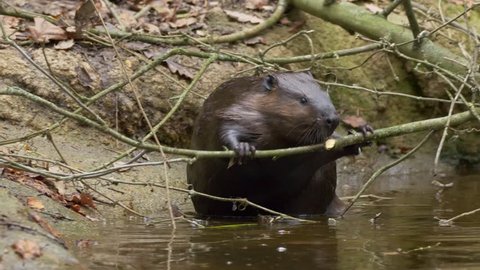 Eurasian beaver (Castor fiber)