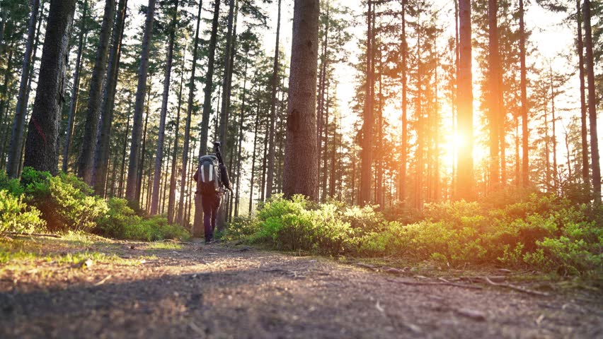 Hiker hiking in forest at sunset. hikers enjoying the awesome view at sunset in a beautiful german forest Schwarzwald landscape. | Shutterstock HD Video #32904694