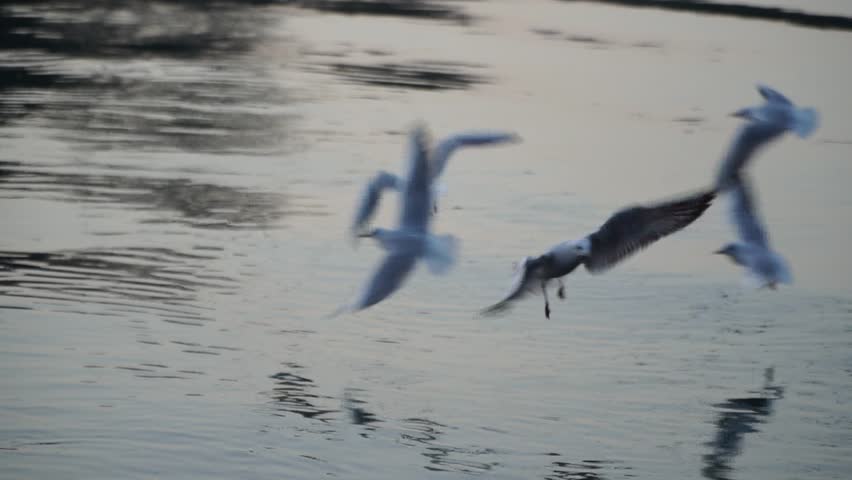 Gulls fly over the river water - fighting for food