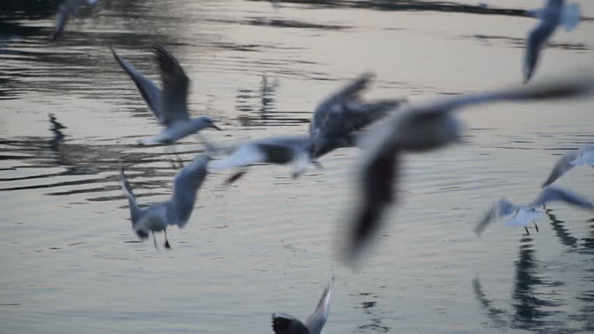 Gulls fly over the river water - fighting for food