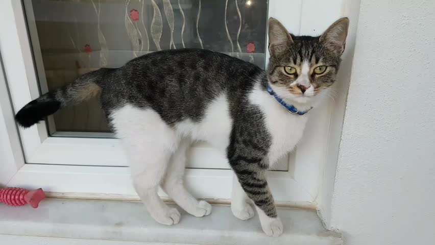 Cat eating food at home. A girl feeding her cat. 